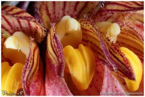 Bulbophyllum longissimum