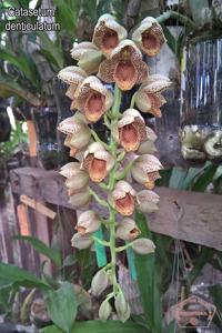 Catasetum denticulatum