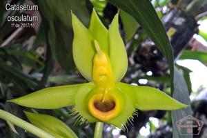 Catasetum osculatum