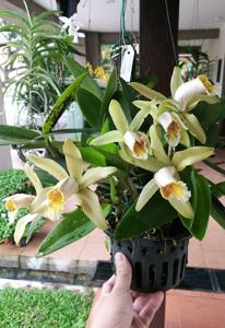 Cattleya forbesii