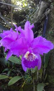 Cattleya lueddemanniana