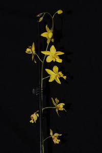 Spathoglottis affinis