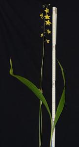Spathoglottis affinis