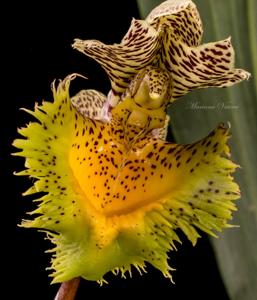 Catasetum fimbriatum