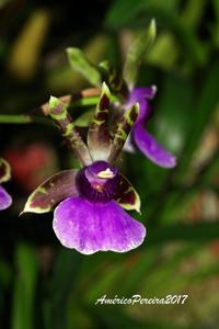 Zygopetalum maxillare