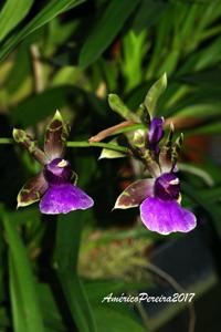 Zygopetalum maxillare