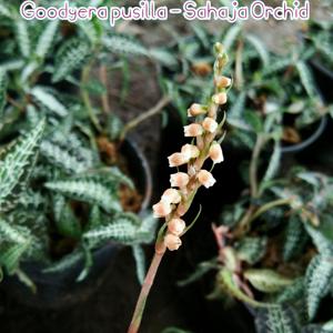 Goodyera pusilla