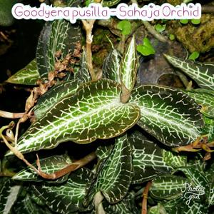 Goodyera pusilla