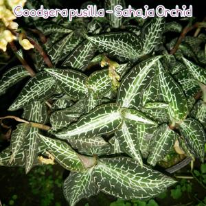 Goodyera pusilla