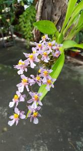 Oncidium sotoanum