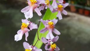 Oncidium sotoanum