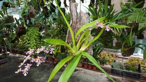 Oncidium sotoanum