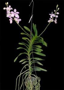 Vanda coerulea