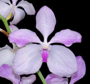 Vanda coerulea