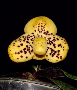 Paphiopedilum wenshanense