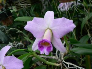 Cattleya praestans