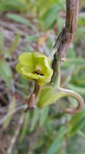 Dendrobium sarawakense