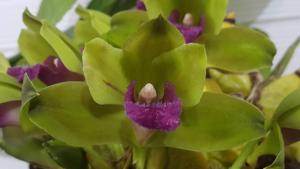 Bifrenaria inodora