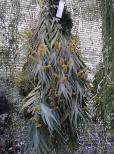 Ornithocephalus ecuadorensis