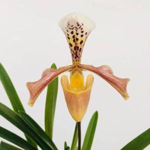 Paphiopedilum gratrixianum