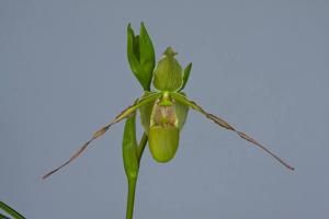 Phragmipedium longifolium