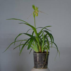 Phragmipedium longifolium