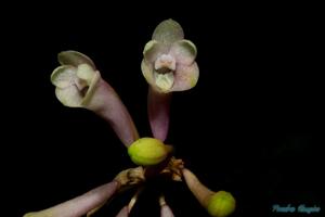 Dendrobium aphanochilum