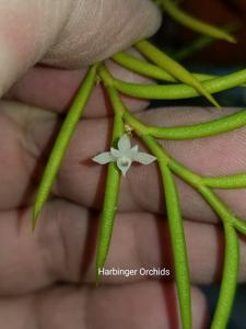 Afropectinariella subulata