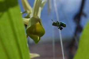 Catasetum fuchsii