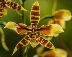 Rossioglossum williamsianum