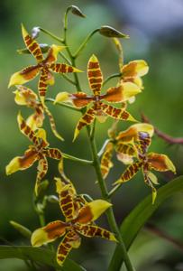 Rossioglossum williamsianum