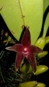 Bulbophyllum elevatopunctatum