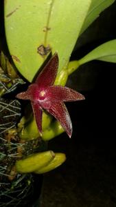 Bulbophyllum elevatopunctatum