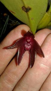 Bulbophyllum elevatopunctatum