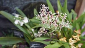 Cyrtochilum ramosissimum