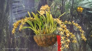 Cyrtochilum ramosissimum