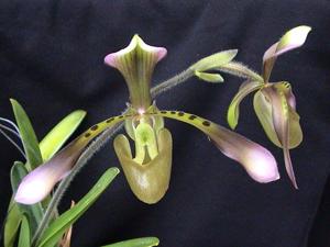 Paphiopedilum haynaldianum