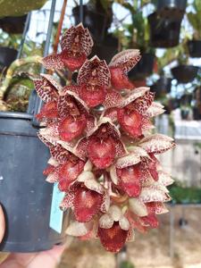 Catasetum denticulatum