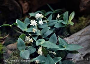 Dendrobium aberrans