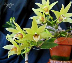 Dendrobium officinale