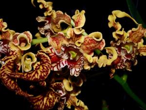 Dendrobium spectabile