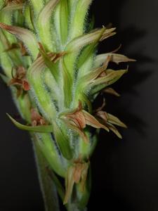 Sarcoglottis ventricosa