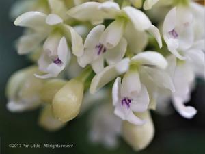 Epidendrum hugomedinae