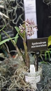 Epidendrum marmoratum