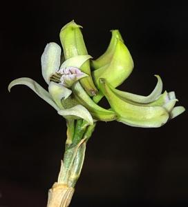 Dendrobium peguanum