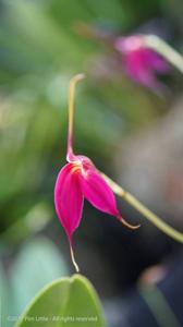 Masdevallia amabilis