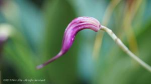 Masdevallia amabilis