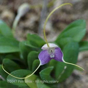 Masdevallia caudata