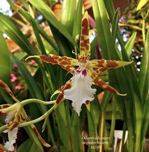 Oncidium aspidorhinum