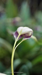 Masdevallia caudata